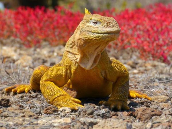 Galapagos luxury nature cruise