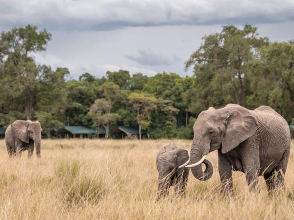 Luxury Kenya safari