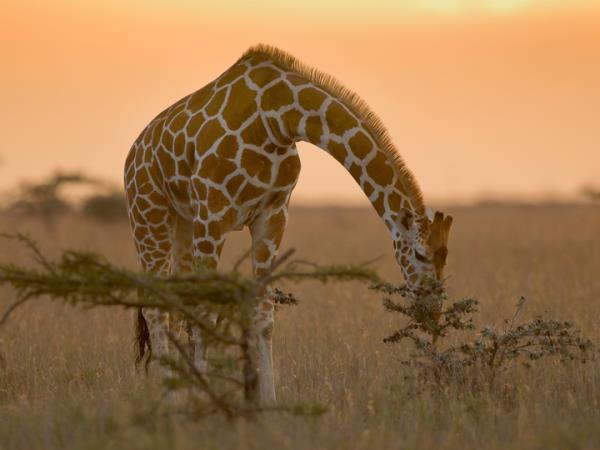 Laikipia Plateau luxury safari in Kenya