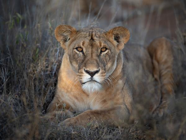 Laikipia Plateau luxury safari in Kenya