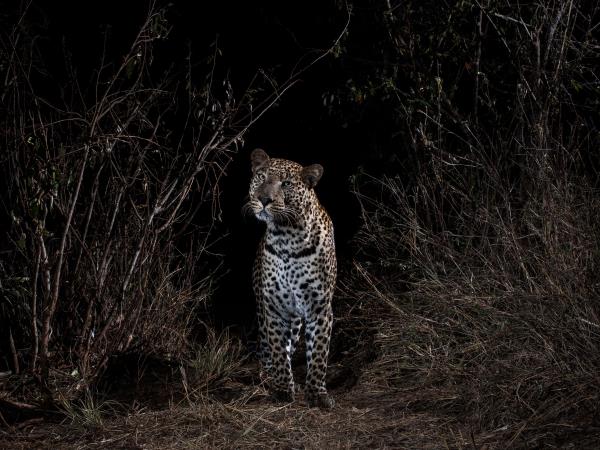 Laikipia Plateau luxury safari in Kenya