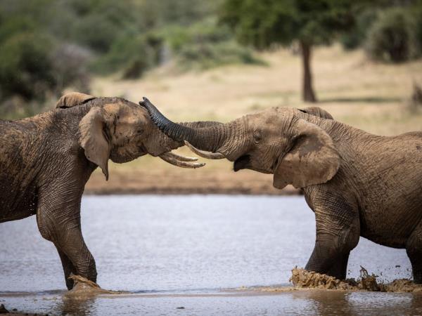 Laikipia Plateau luxury safari in Kenya