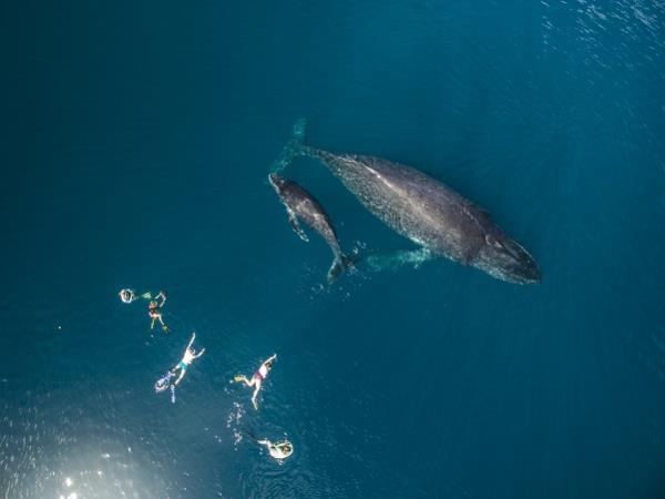 Whales and wellness tour for women, Tonga 