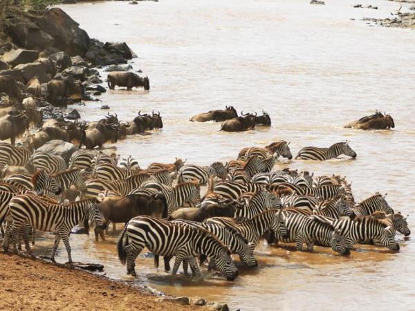 Kenya national parks safari, tailor made