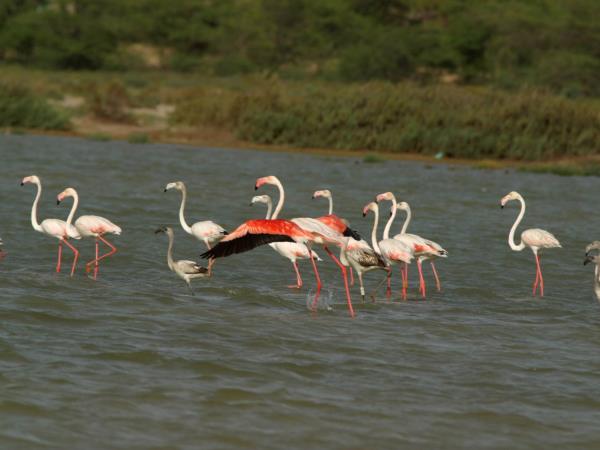 Senegal tour, coast and delta