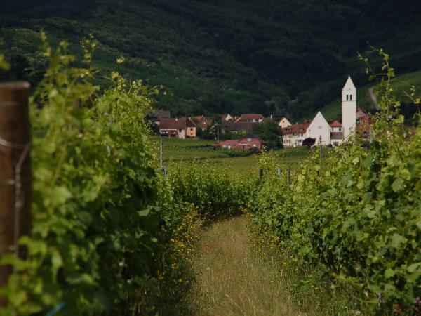 Family cycling vacation in Alsace, France