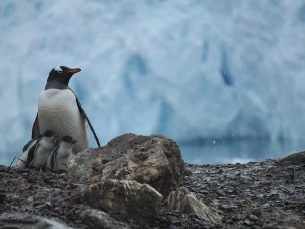 Across the Antarctic Circle cruise