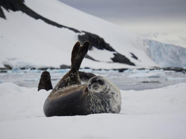 Across the Antarctic Circle cruise