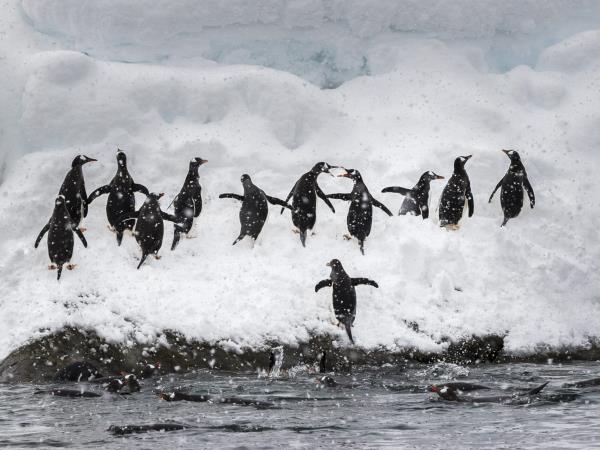 Antarctic cruise with Chilean Fjords, fly and sail