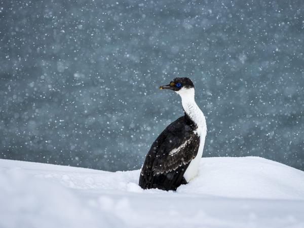 Antarctic cruise with Chilean Fjords, fly and sail