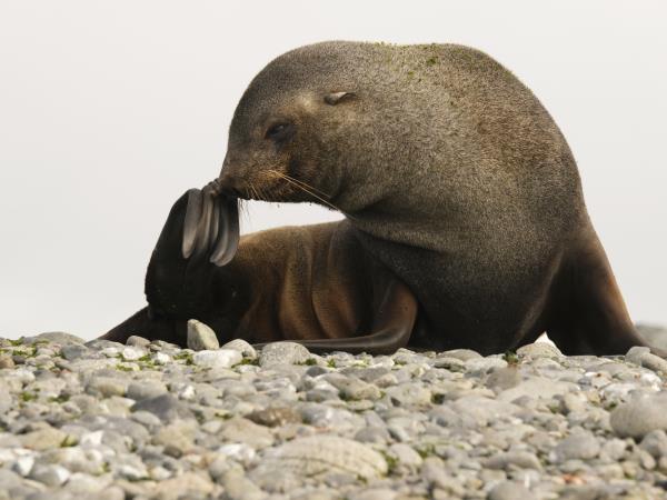 Antarctic Circle and Weddell Sea cruise