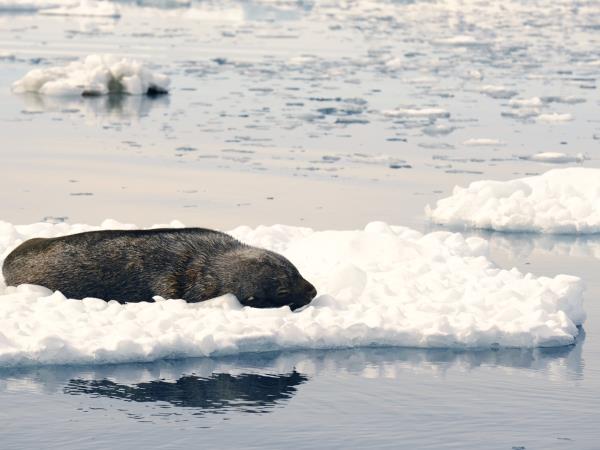 Deep Weddell Sea cruise, following Nordenskjold