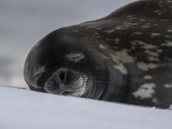 Deep Weddell Sea cruise, following Nordenskjold