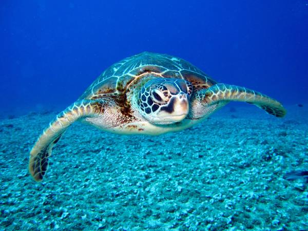 Samoa marine conservation in the South Pacific