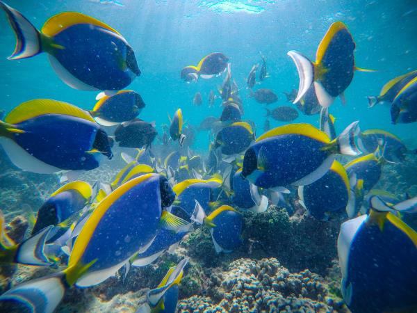 Samoa marine conservation in the South Pacific