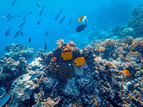 Samoa marine conservation in the South Pacific