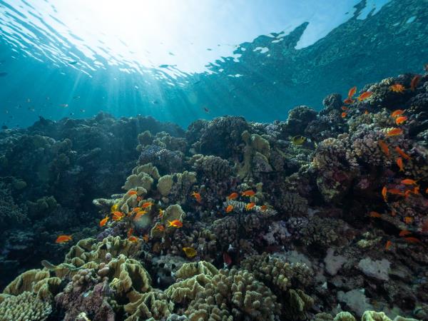 Samoa marine conservation in the South Pacific