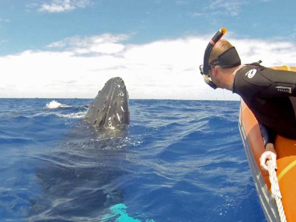 Watch and swim with humpback whales in the Caribbean