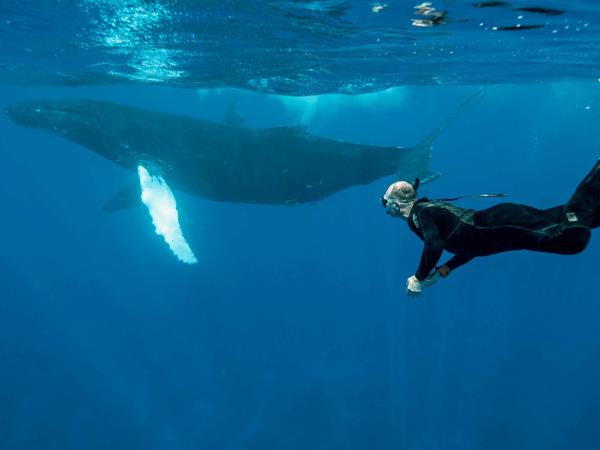 Watch and swim with humpback whales in the Caribbean