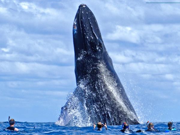 Watch and swim with humpback whales in the Caribbean