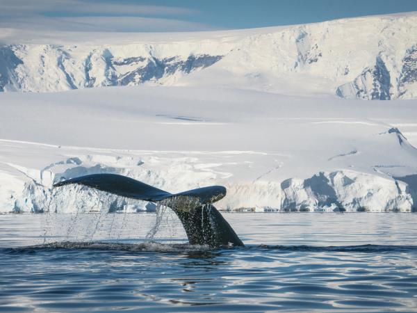 Antarctica semi-circumnavigation expedition cruise