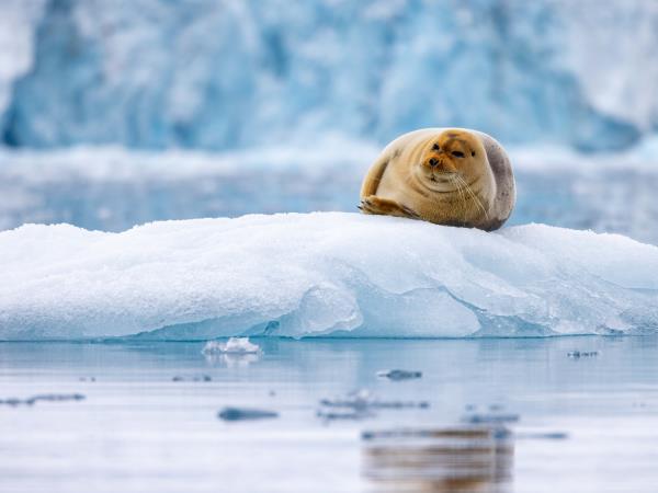 Iceland, Jan Mayen & Svalbard cruise