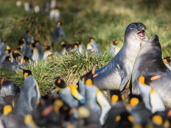 Antarctic cruises, in Shackletons footsteps