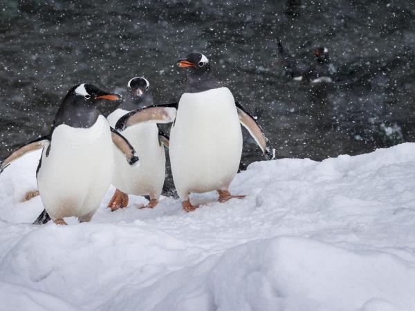 Antarctic Peninsula and Chilean Fjords cruise