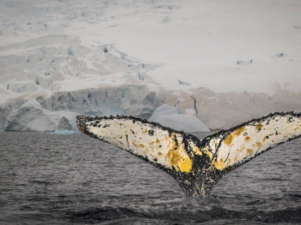 Antarctic Peninsula and Chilean Fjords cruise