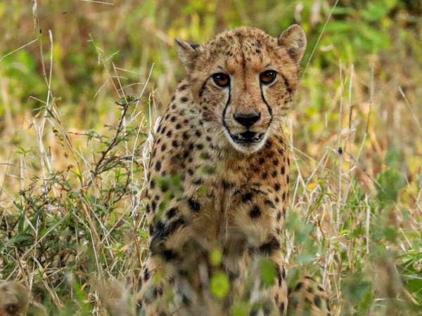 Safari & swimming at Lake Malawi