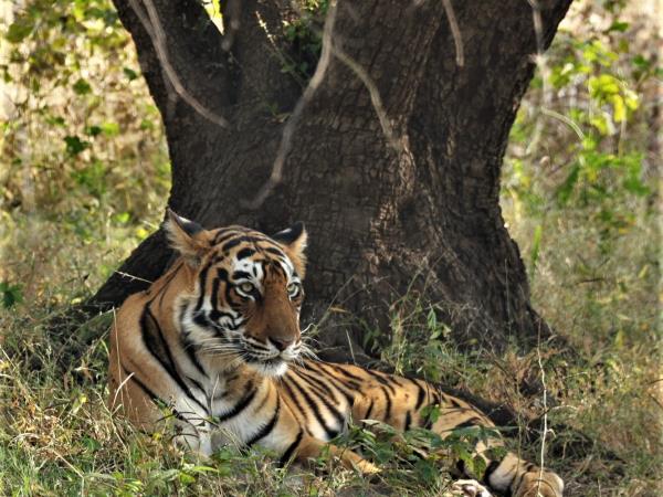 Golden Triangle with Ranthambore tour, India