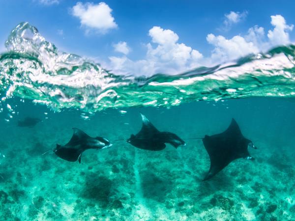 Maldives manta ray conservation snorkeling cruise