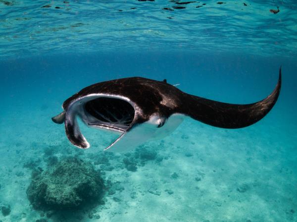 Maldives manta ray conservation snorkeling cruise