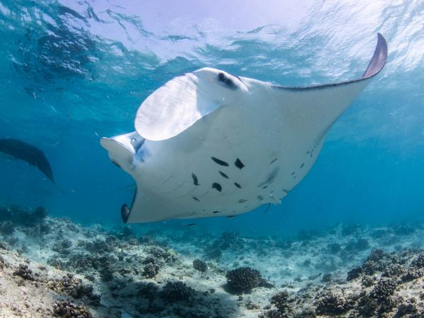 Maldives manta ray conservation snorkeling cruise