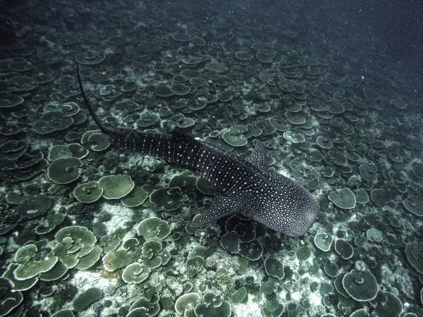 Maldives whale shark conservation snorkeling cruise