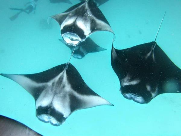 Maldives manta ray conservation snorkeling cruise