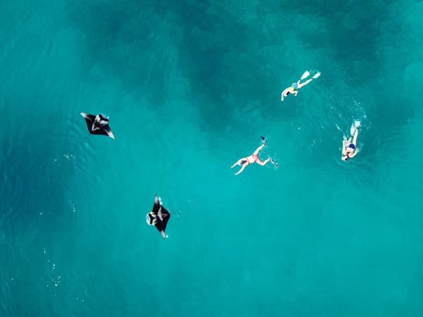 Maldives manta ray conservation snorkeling cruise