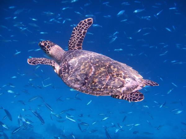 Maldives turtle conservation snorkeling cruise 