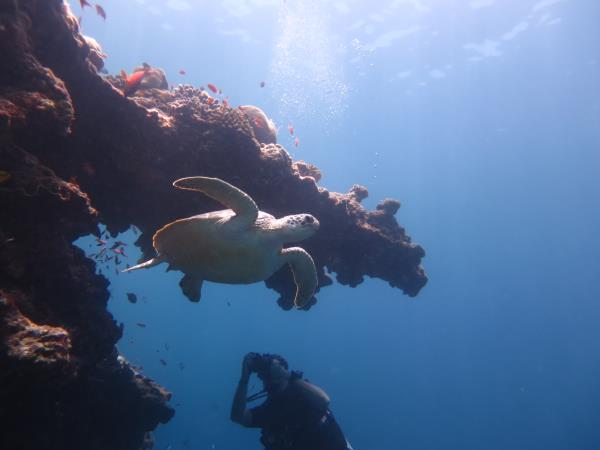 Maldives turtle conservation snorkeling cruise 