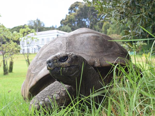 St Helena vacation, tailor made