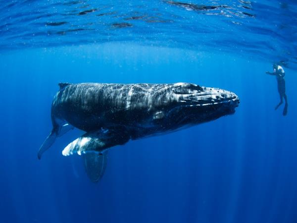 Whales and wellness tour for women, Tonga 