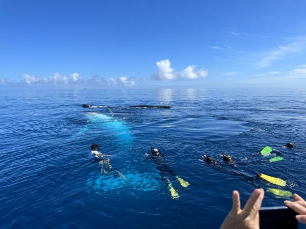 Whales and wellness tour for women, Tonga 