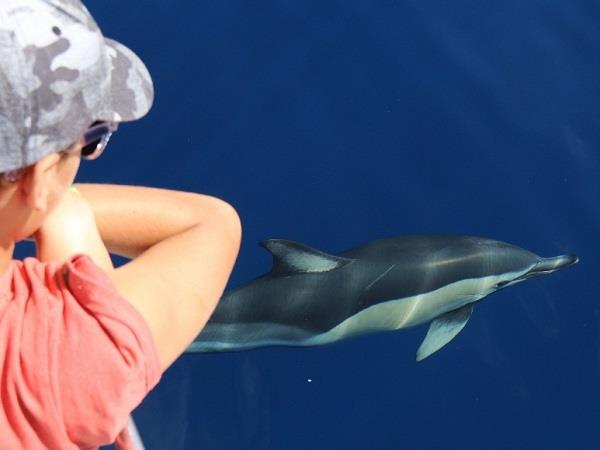 Azores family adventure vacation, whales and dolphins