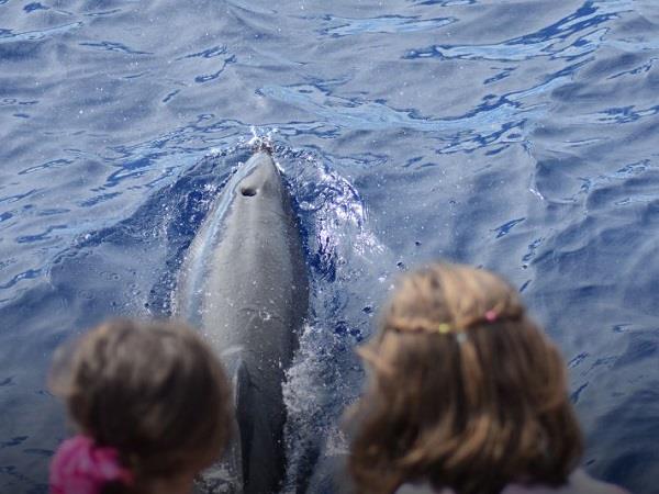 Azores family adventure vacation, whales and dolphins