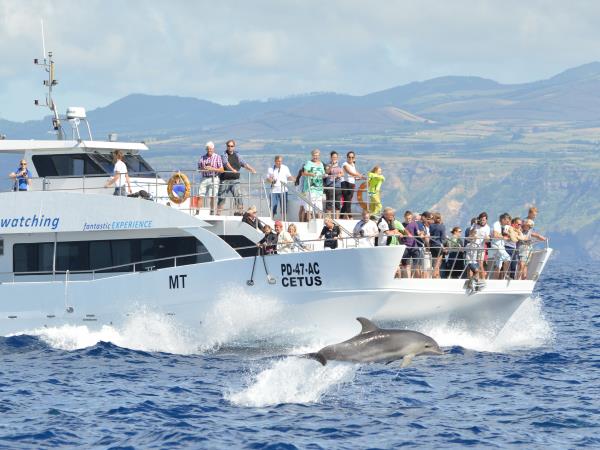 Azores family adventure vacation, whales and dolphins