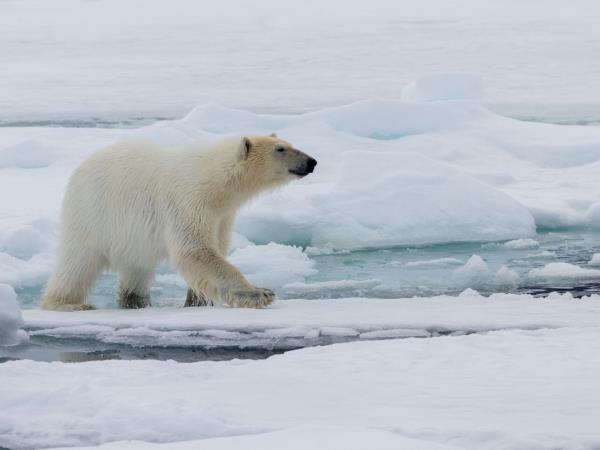 Spitsbergen wildlife cruise, searching for polar bears