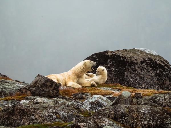 Spitsbergen wildlife cruise, searching for polar bears