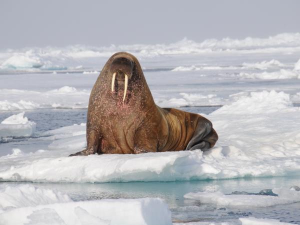 Spitsbergen wildlife cruise, searching for polar bears