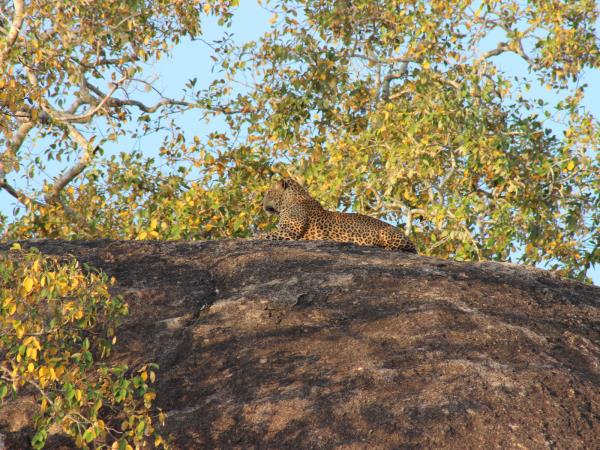 Wildlife vacation in Sri Lanka, private departure