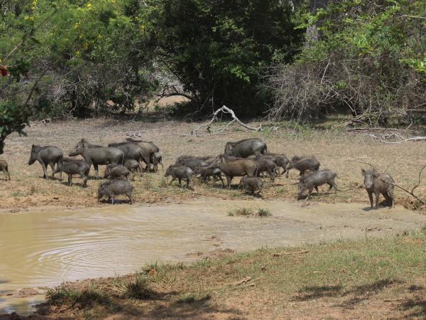 Wildlife vacation in Sri Lanka, private departure